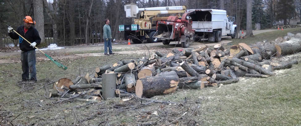 Tree Trimming Services Tree Pruning, Farmington Hills, Michigan