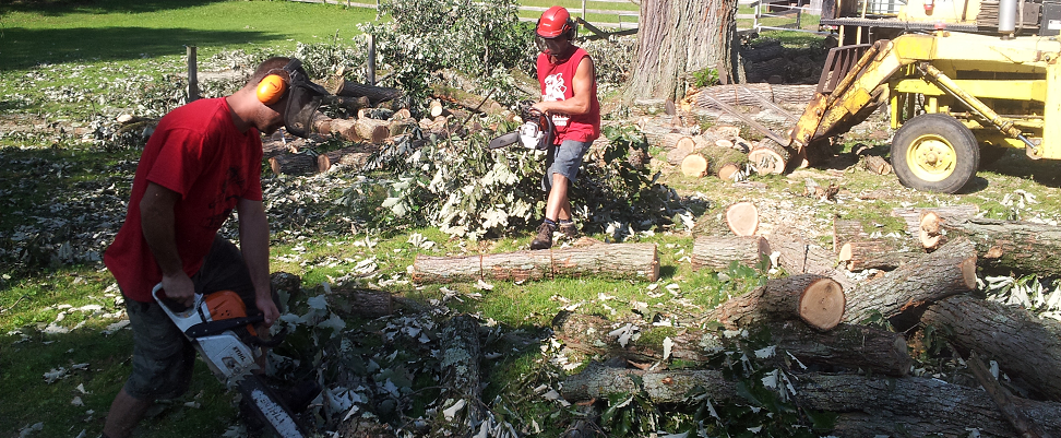 Dead Tree Removal Experts Stump Grinding, Complete Tree Care, East Lansing, MI