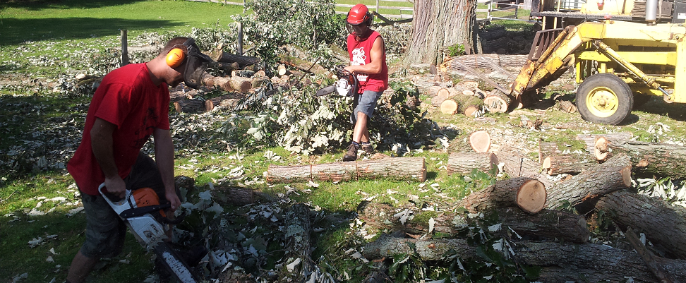 Stump Grinding, Complete Tree Care, East Lansing, MI